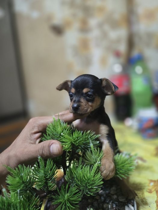 **Мини чихуахуа***