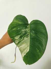 Butas cutting Monstera Albo Variegata