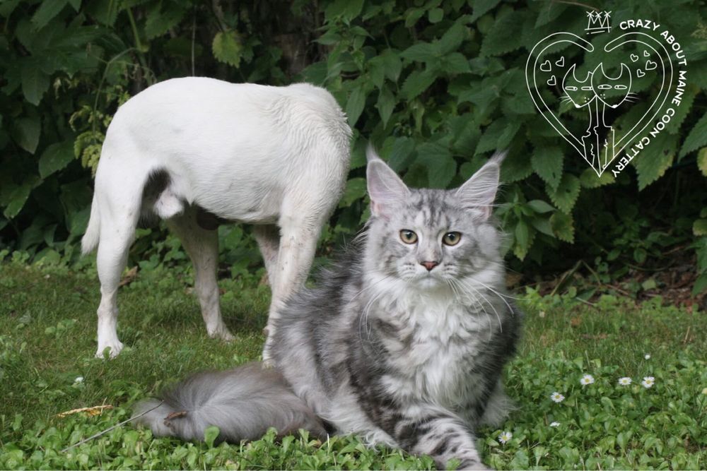 Мейн Куун (Maine Coon)