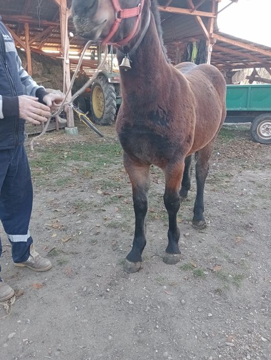 Mânz de 6 luni blând