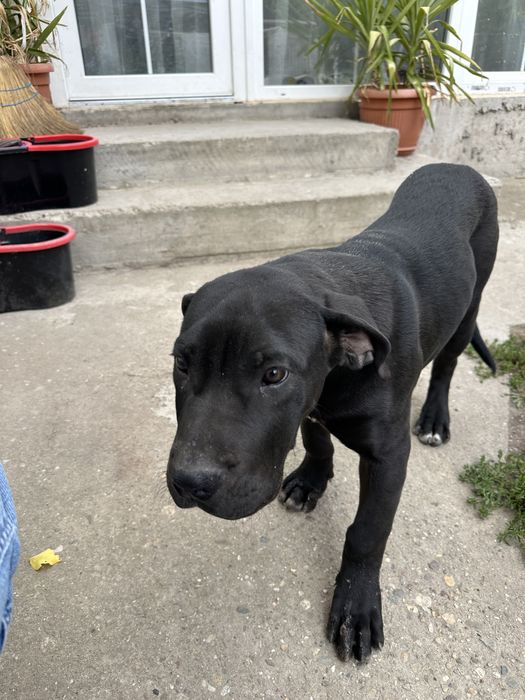 Femela Presa Canario