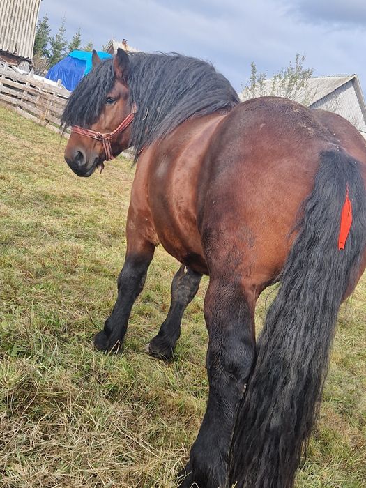 Vând Armăsar de 3 ani