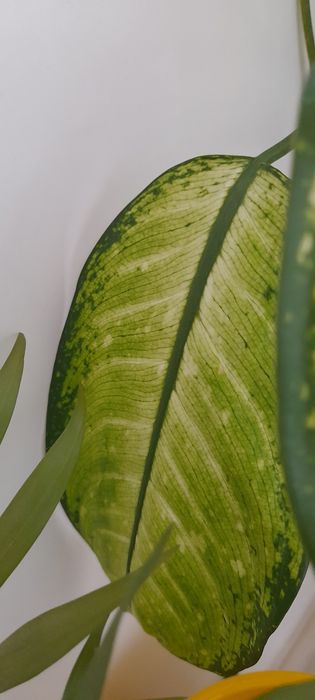 Цветя-дифенбахия, традесканция лилава и трицветна, калезия