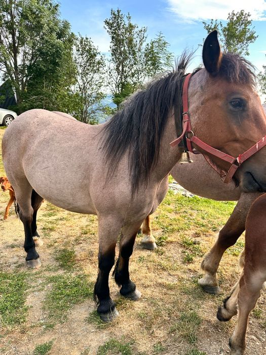 De vânzare mânză 2 ani