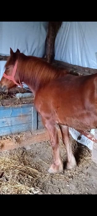 Vând mânză de doi ani fără defecte din Sânger județul Mureș preț