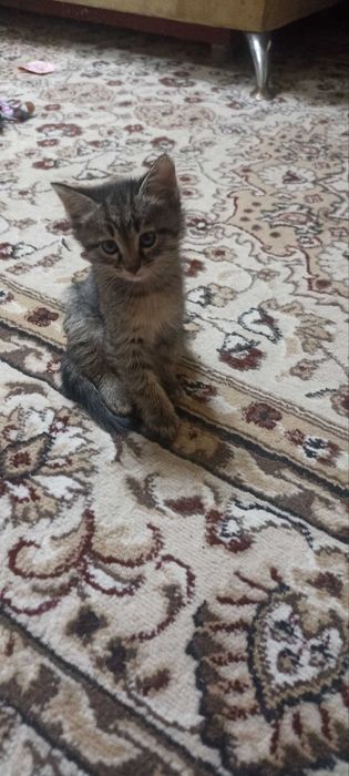 Отдам даром котят