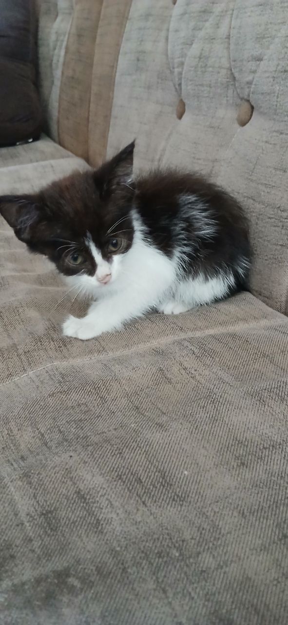 Mushuk bolasi 1 oylik uyda boqilgan