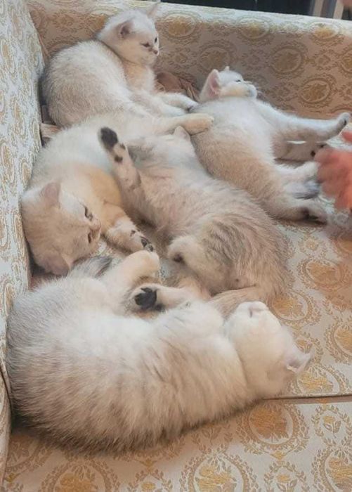 Pisici de rasă british shorthaire și scotish fold