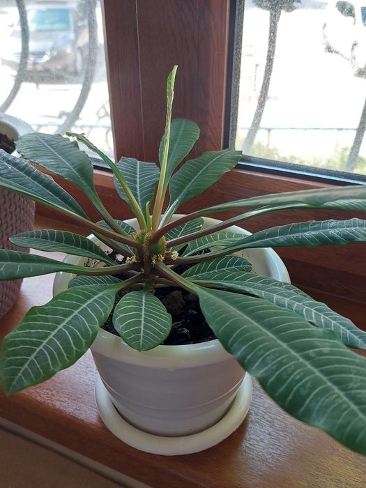 Продам комнатные растения.