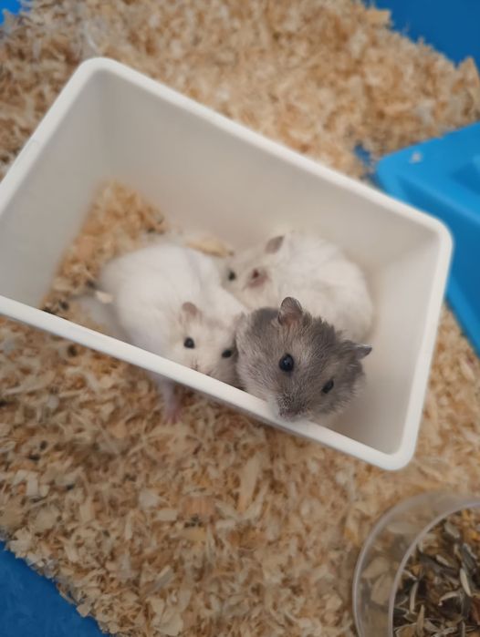 Vând cușcă cu tot cu hamsteri