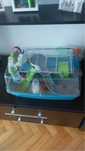 Hamsteri + cusca hamsteri + accesorii