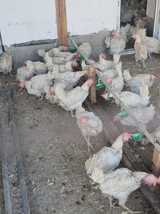 Туып туган тауыктар сатылады супер ник вакцинасы салынган 2000 тенгеде