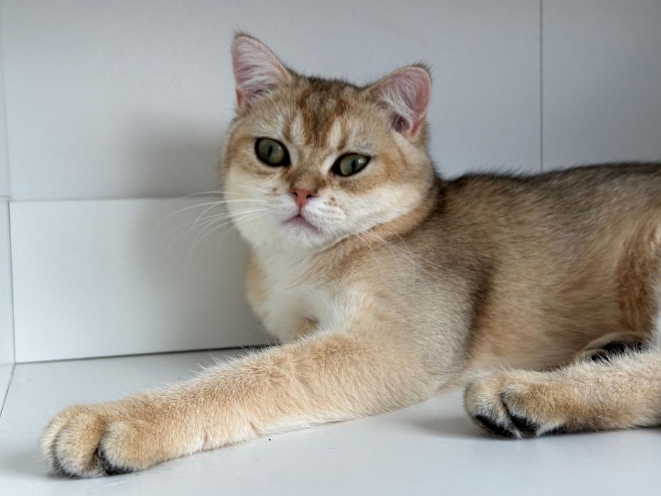 Baietel british shorthair golden chinchilla !!