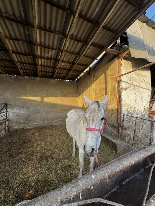 Ot axaltakeniskiy ot baytal