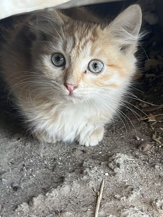 Котята 12345животные