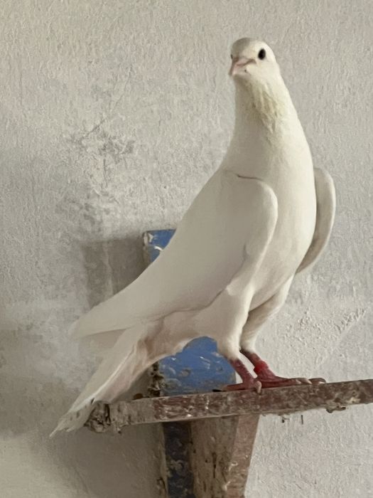 Иранские белые широкохвосты