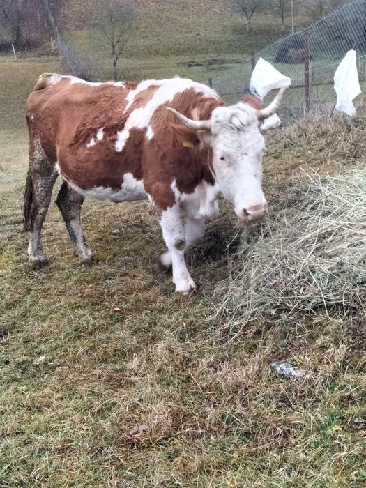 Vaca bălțată de vânzare