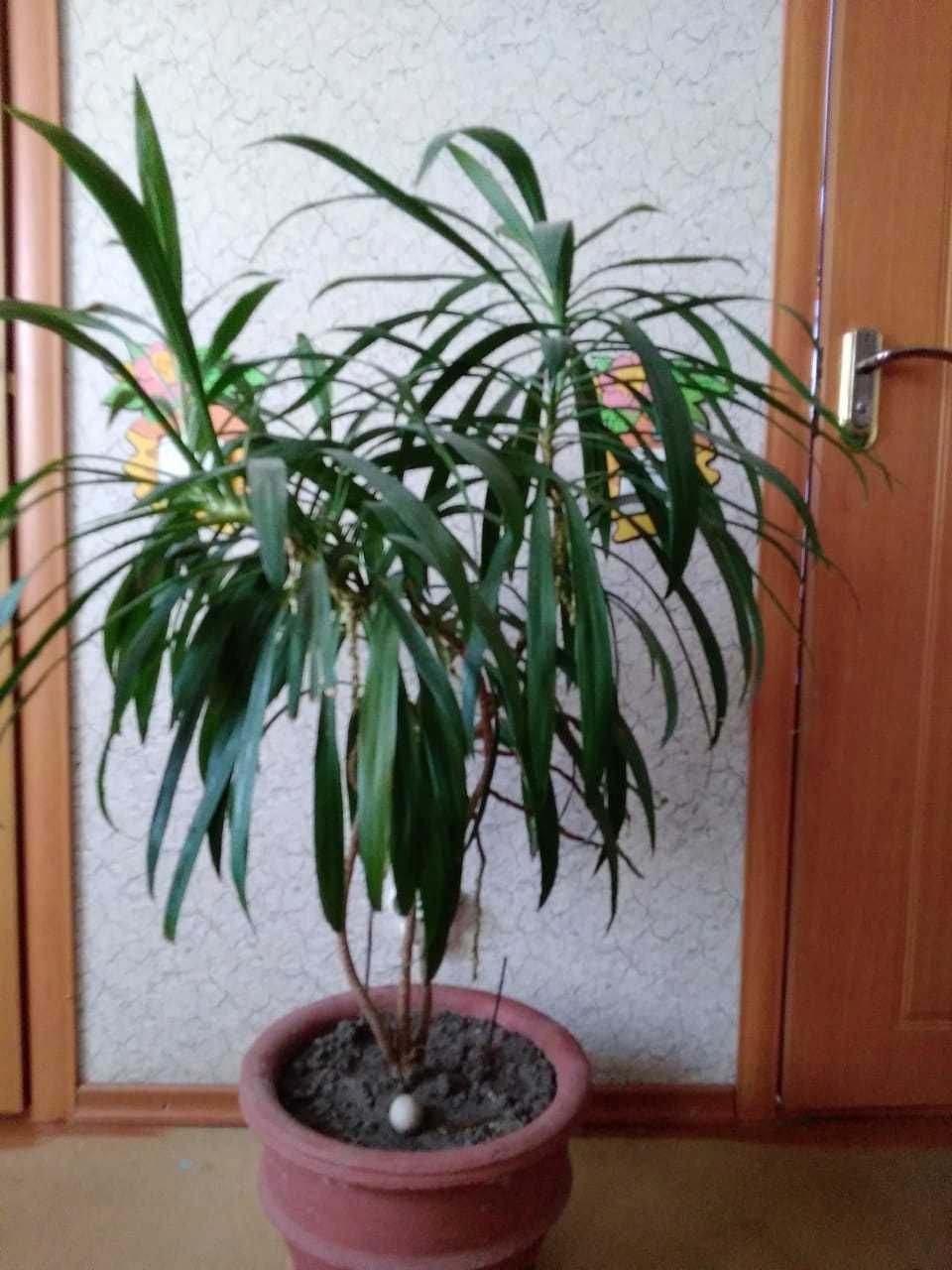 Цветы и вазы для дома,офиса и сада!