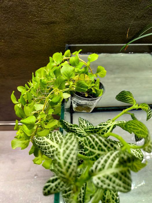 Растения за аквариум в саксия