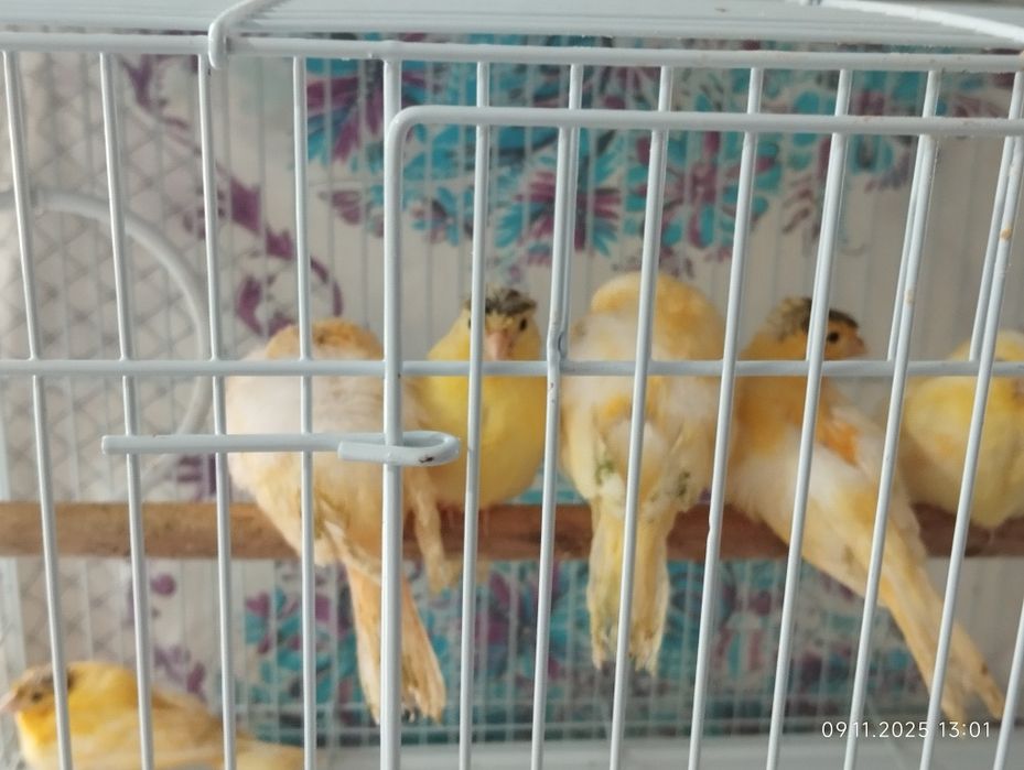 Kanareka канарека