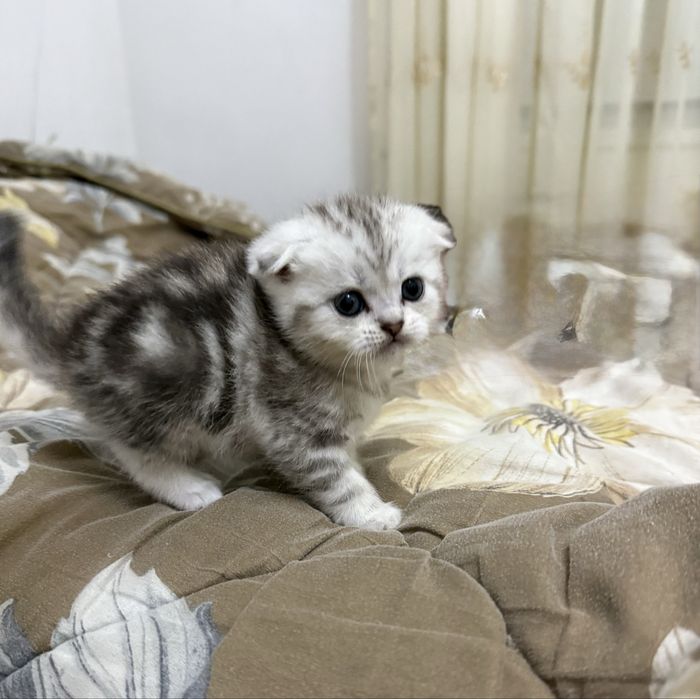 Котята скотиш фолд и скотиш страйт