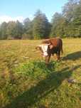 Taur de vanzare Judetu Arges