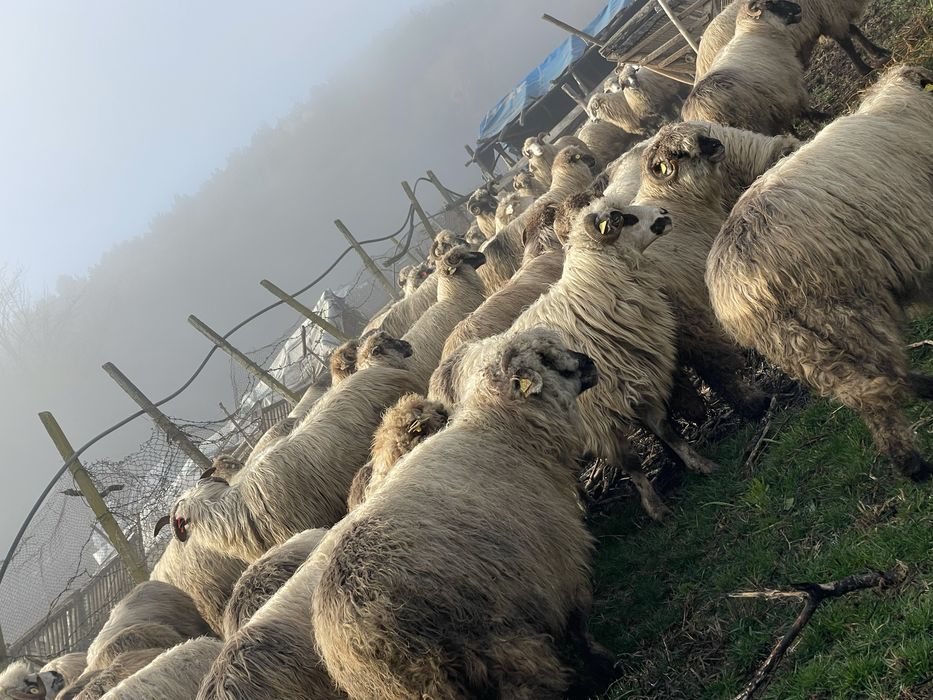 De vanzare oi reforme !!