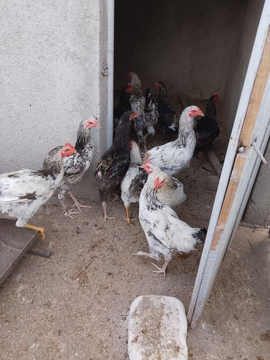Cocoși tineri de vanzare, sunt tineri și sănătoși
