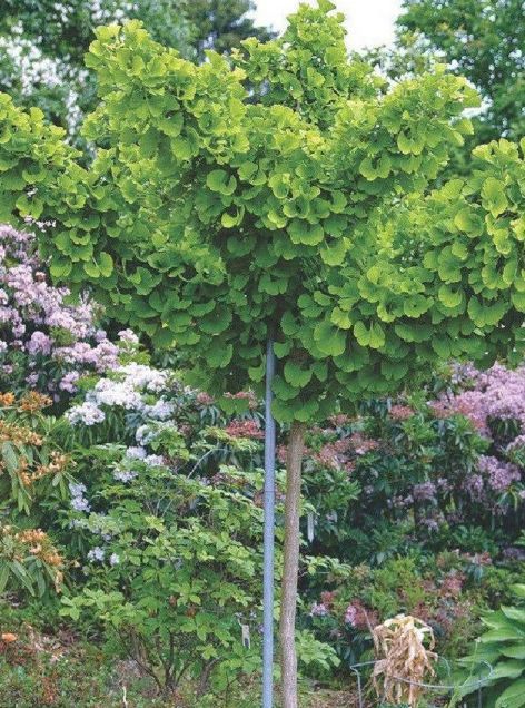 Ginkgo Biloba Mariken