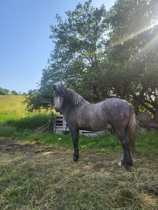 Vând mânz semigreu