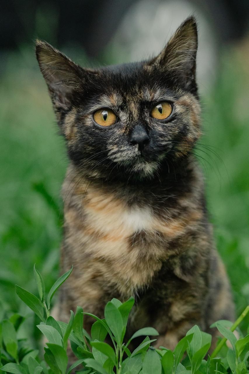 Кошечка ишет любящий дом