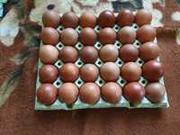 Oua de Marans negru arămiu pentru incubat