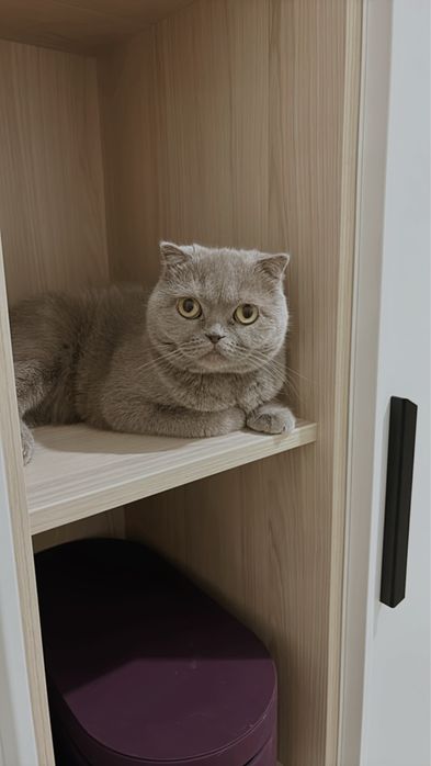 Шотландская вислоухая