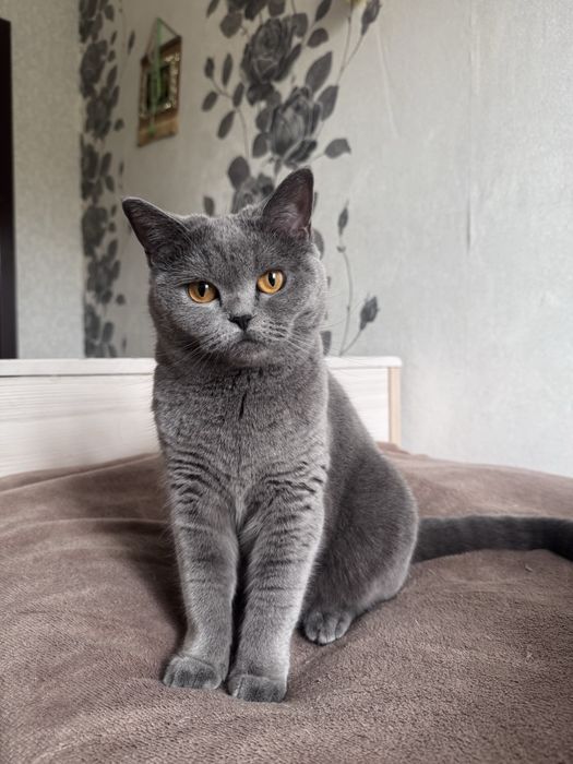 Кошка 1 годика Шымкент