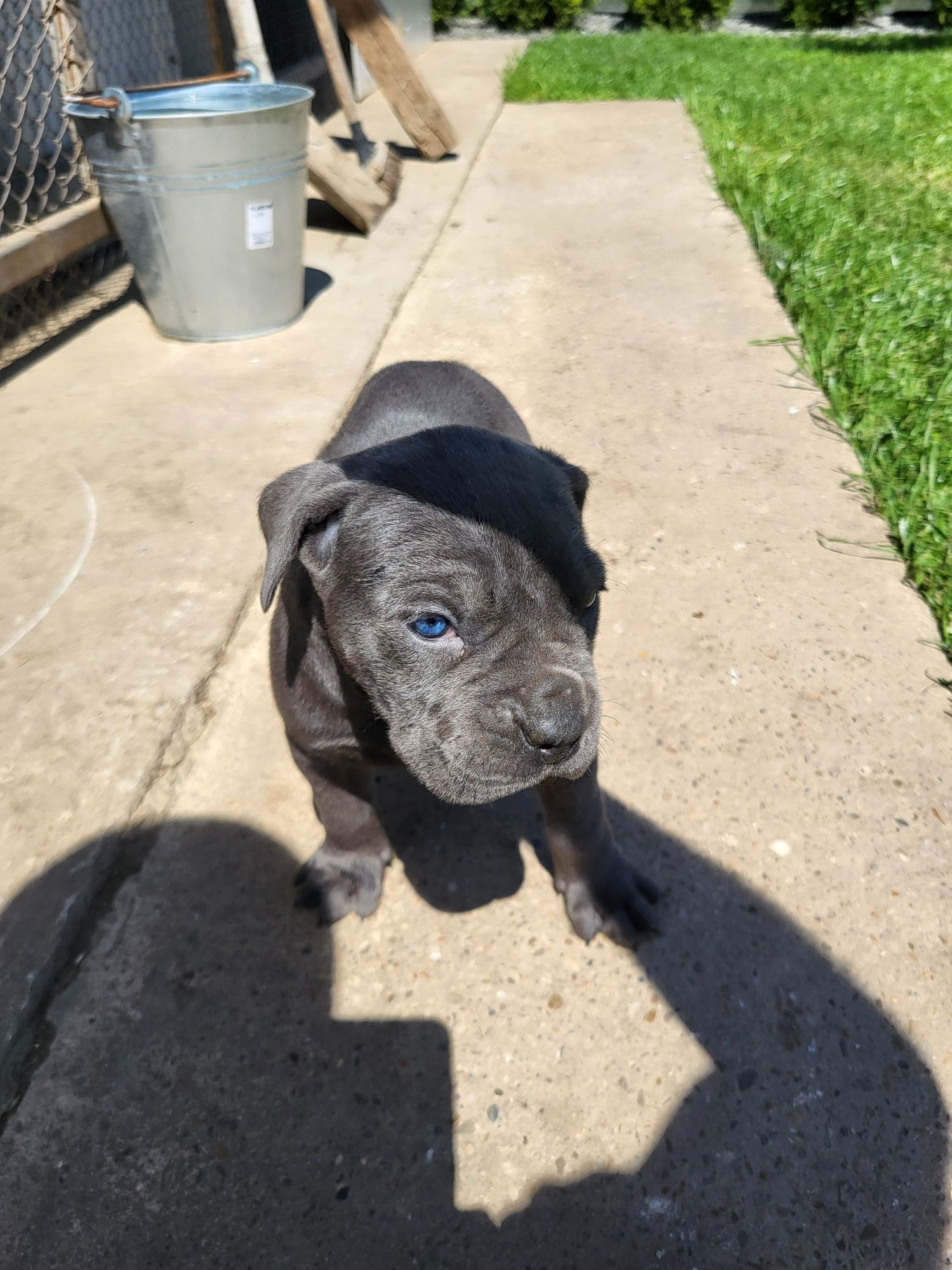 De vanzare cane corso cu pedigri