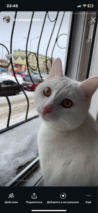 Отдам в добрые руки кота