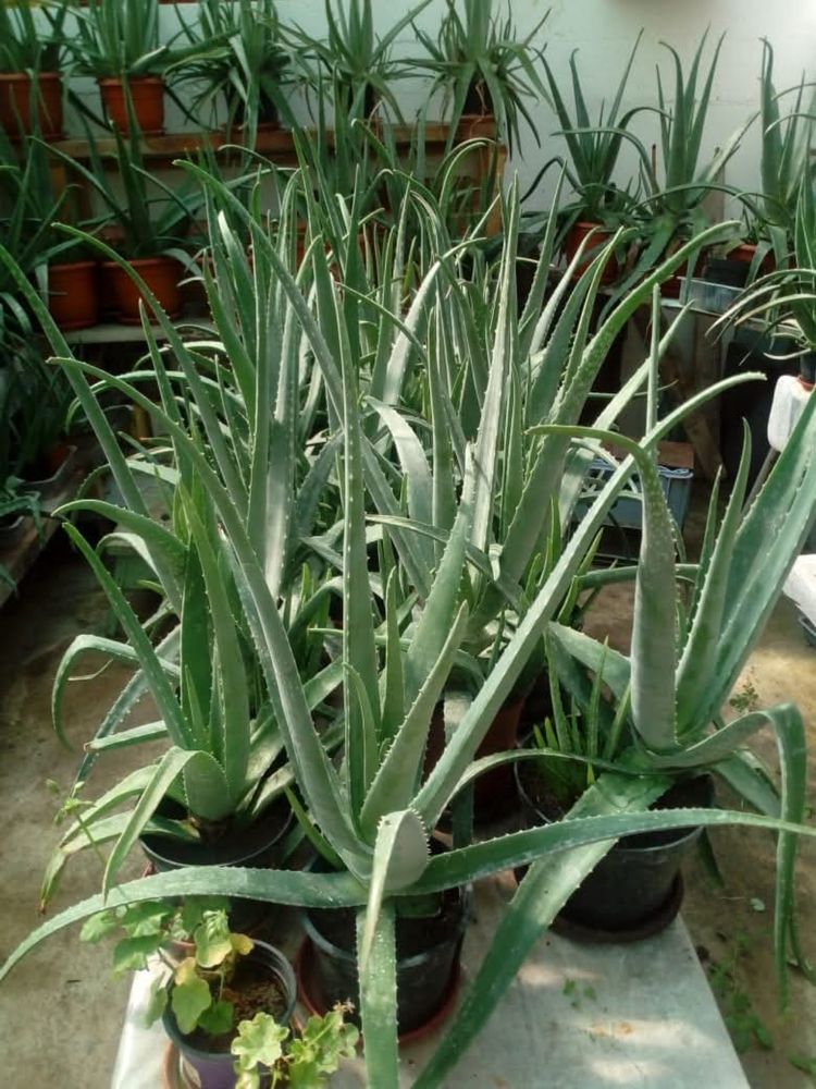 Plante Aloe Vera