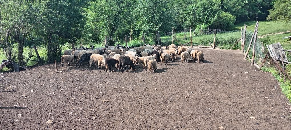 Oi și capre de vânzare pt mai multe detalii la nr afișat