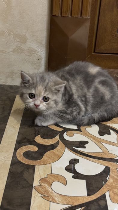 Шотландский страйт котятки