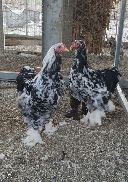 VAND/SCHIMB cocoși rock barat si brahma bobat