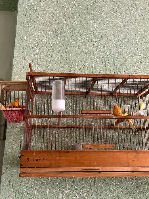 Конарейки все молодые первый выводки