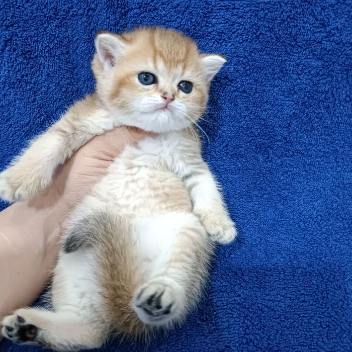 Продаётся чистокровная британская девочка