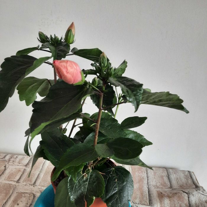 Китайска роза-хибискус