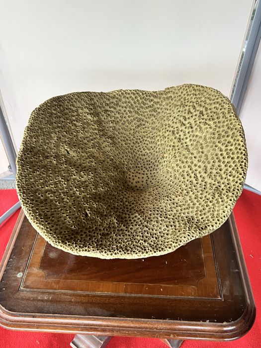 Fructiera superba tip coral