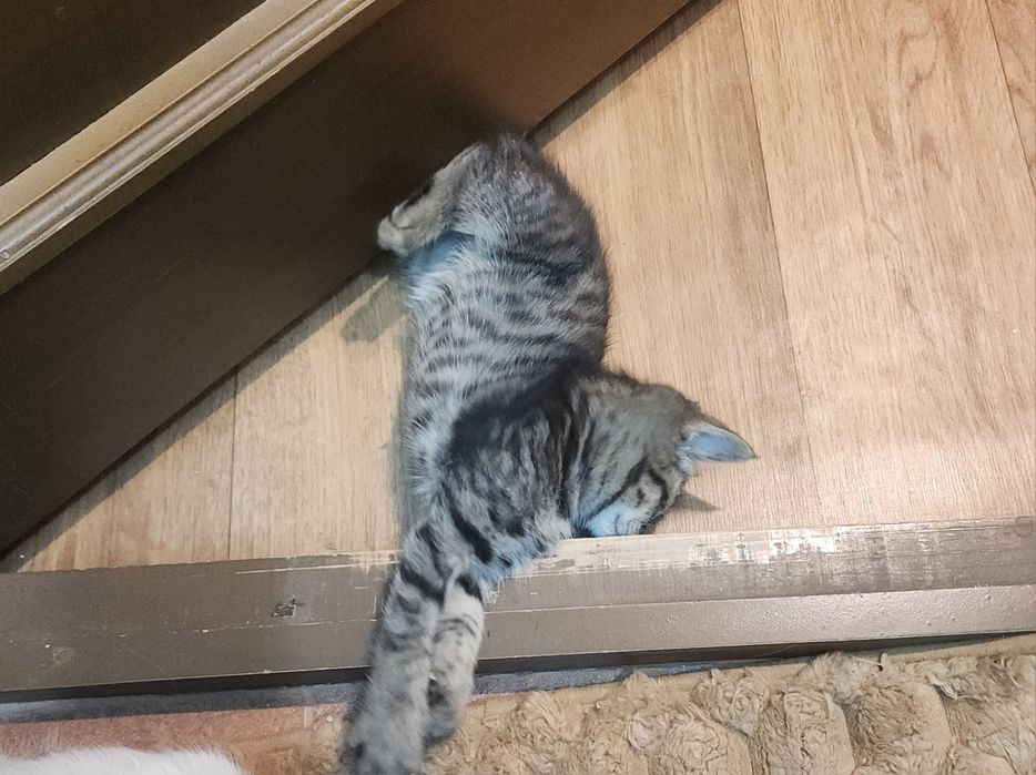 Отдам котенка в добрые руки
