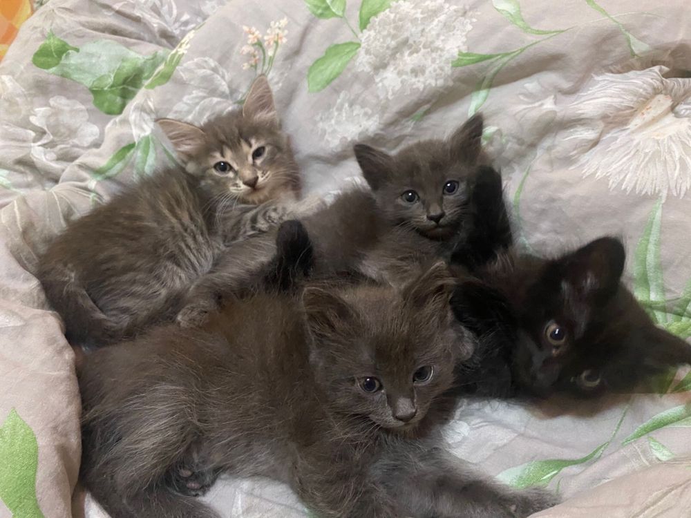 Отдам котят в хорошие руки