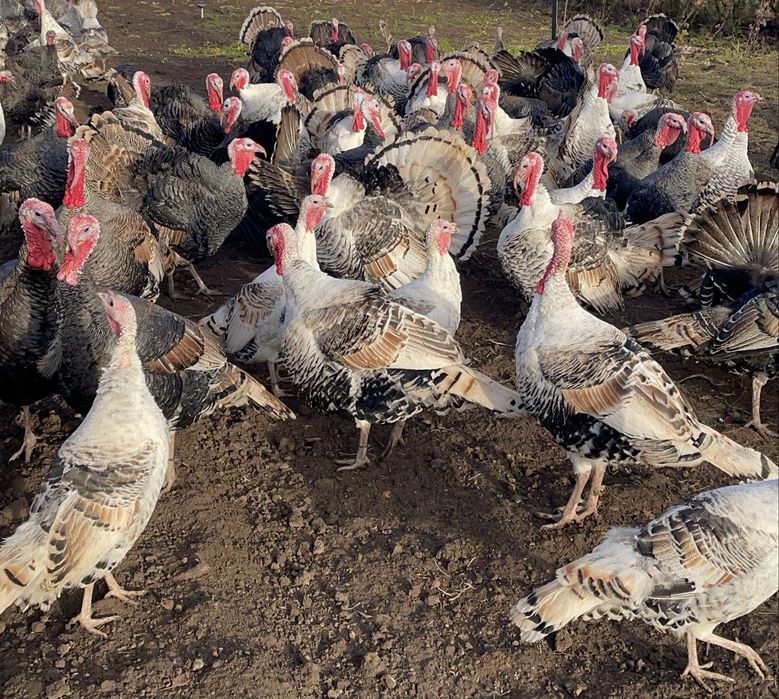 Curcani si curci de vanzare