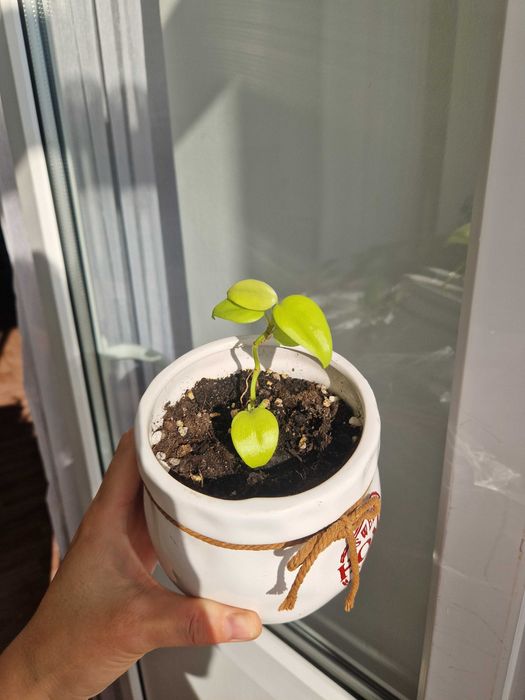 Филодендрон неон в керамическом горшке