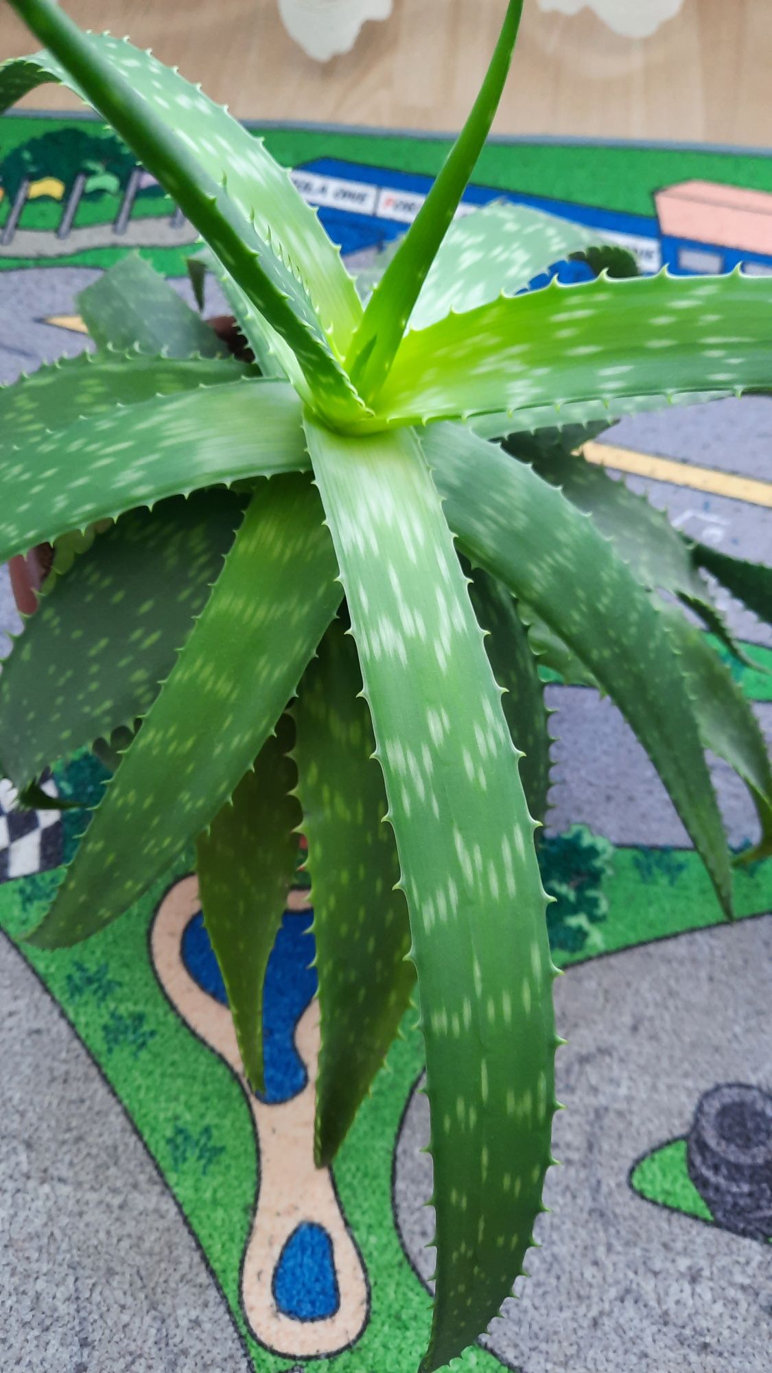 Plantă Aloe Vera