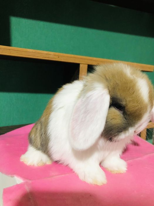 Karlik dekaretivni quyonchala sotiladi